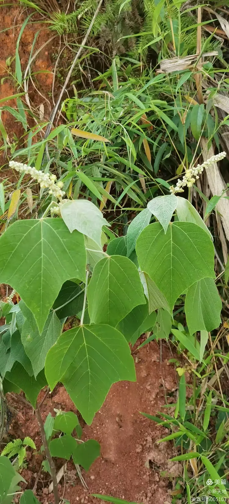 植物观赏 白背叶